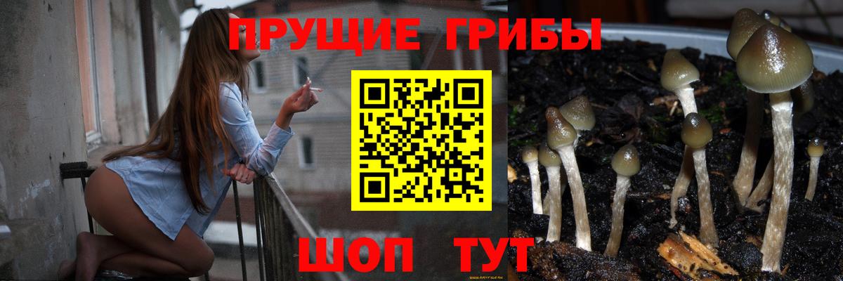 Зеленодольск  Псилоцибиновые грибы Psilocybe  Вход с VPN 